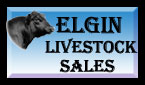 Elgin Livestock Sales
