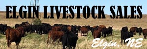 Elgin Livestock Sales